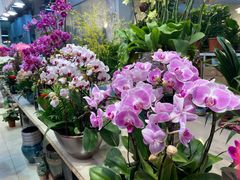 -双季花艺园艺市场(浦东店)