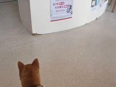 -哆趣宠物医院·眼科·内镜·急重症转诊中心(上海店)