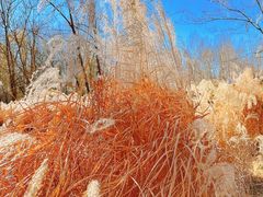 -野鸭湖国家湿地公园