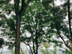 -橘子洲景区
