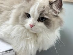-伟伟宠物医院·CT影像中心·瑞派犬猫综合性门诊(汉口总院)