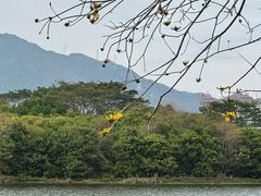 -飞来湖湿地公园