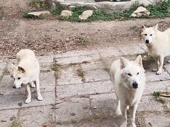 -深圳野生动物园