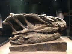 -自贡恐龙博物馆