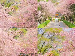 -洪湖湿地生态园