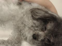 -有喵·猫咖·狗咖·30几只猫10只小狗(岗厦店)