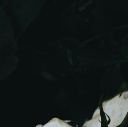 -凡碧诗毛孔收细