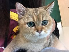 -飞行喵MR PILOT|猫舍·猫咖(静安大融城店)