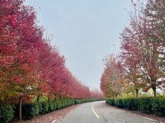 -南京枫彩漫城