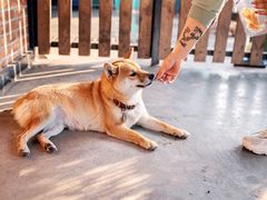 -柴犬高等学院·狗咖·柴犬售卖·宠物训练