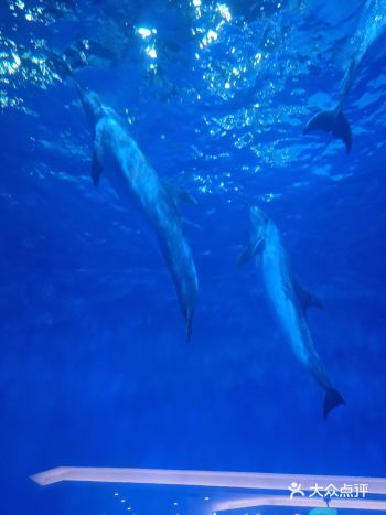 周末去哪儿～温州极地海洋世界