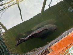 -蓝湾碧波·老字号·疍家非遗海上餐厅