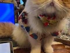 -豌豆小院咖啡馆