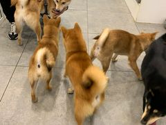 -柴源莊·柴小宠柴犬咖啡