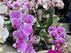 -循礼门鲜花花市(武汉循礼门店)