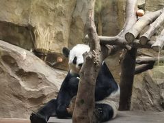 -成都动物园