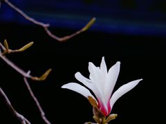 -大觉寺-停车场