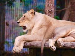 -清迈夜间动物园