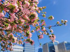 -海棠花溪(元大都城垣遗址公园)