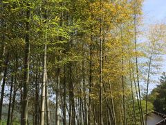 -楠溪江风景名胜区