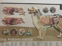 -宠福鑫康馨动物医院·骨科·眼科