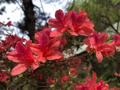 -木兰云雾山