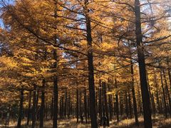 -塞罕坝国家级自然保护区