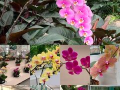 -兰陵国家农业公园