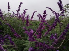 -紫颐香薰山谷景区