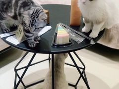 -藏猫猫咖啡主题馆(中央大道店)