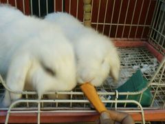 -锦尚阁烤鱼•天津菜(宣武门胡同店)