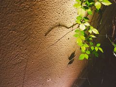 -也枫·小黄楼(南山路旗舰店)