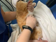 -宠物星动物医院·眼科·异宠·猫科(江南大道总院)