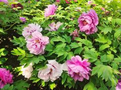 -莲花池公园