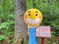 -汤旺河林海奇石景区