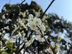 -无锡梅园公园