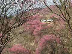 -新建村梅花