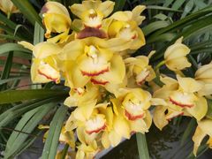 -兰陵国家农业公园