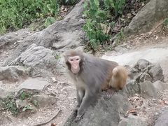 -黔灵山公园