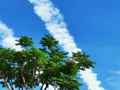 -海口市第一中学