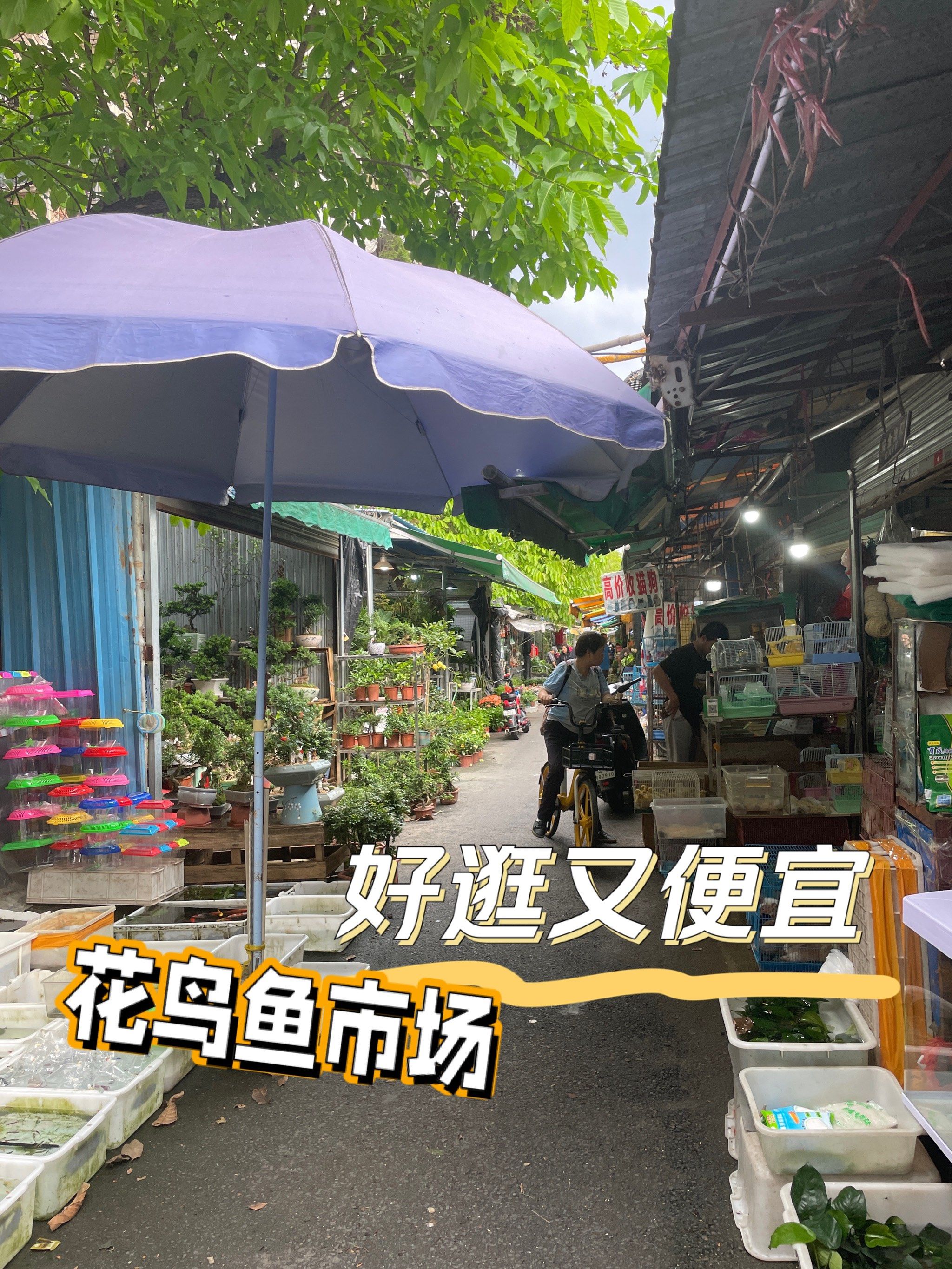 佛山超好逛的花鸟鱼市场