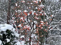 -白川乡与五箇山的合掌构造村落