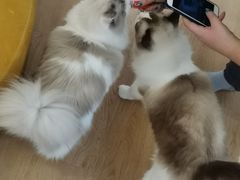 -1013 PET SHOP精品宠物商店(丁香店)