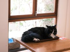 -有猫主题·治愈系猫咖(曾厝垵店)