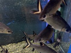-沙沙哗啦海洋馆(华宇百花谷店)