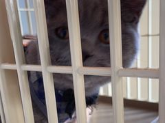 -乐琪宠物医院·犬猫专科·骨外科·急重症