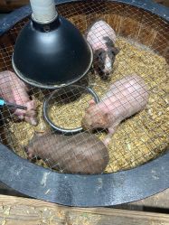 -酷嗒动物文化乐园(cutezoo西溪乐天城店)