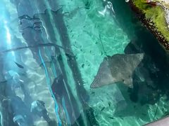 -悉尼海洋生物水族馆