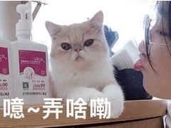 -飞行喵MR PILOT|猫舍·猫咖(静安大融城店)