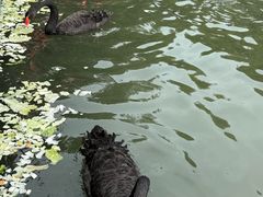-五缘湾湿地公园